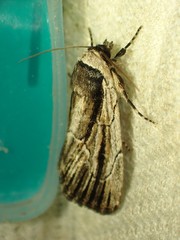 Sympistis badistriga