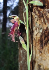 Calochilus therophilus