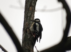 Dendrocopos major