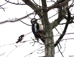 Dendrocopos major