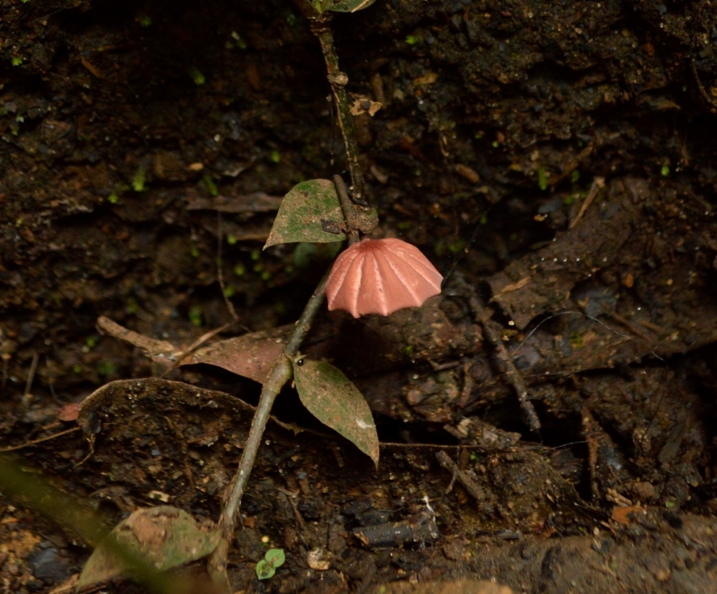 Marasmius haematocephalus · January 2018 · photo: © evaristoso (iNaturalist, cc-by)