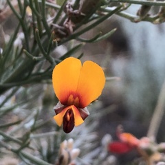 Jacksonia furcellata