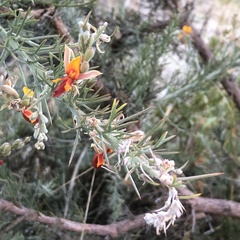 Jacksonia furcellata