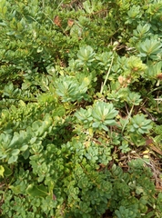 Phyllanthus ramillosus