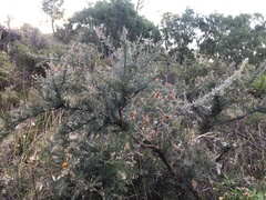 Jacksonia furcellata