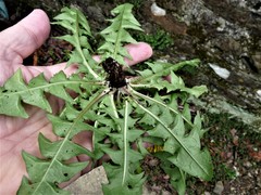 Taraxacum dilatatum