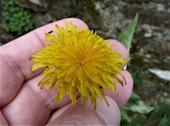 Taraxacum dilatatum