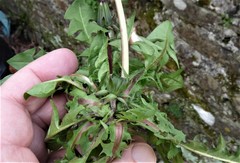 Taraxacum dilatatum