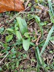 Ophrys apifera