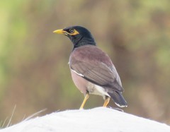 Acridotheres tristis