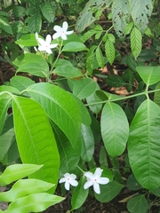 Kopsia singapurensis