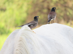 Acridotheres tristis