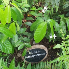 Kopsia singapurensis