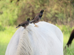 Acridotheres tristis