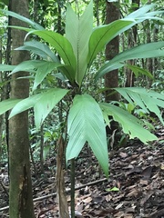 Molineria capitulata