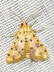 Calamoschoena stictalis