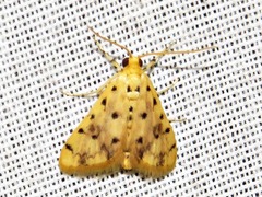 Calamoschoena stictalis