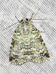 Blenina squamifera