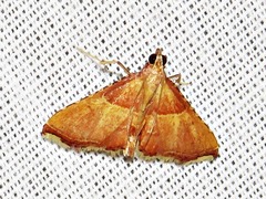 Endotricha erythralis