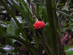 Etlingera elatior