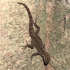 Ancylodactylus uzungwae