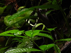 Heliconius pachinus