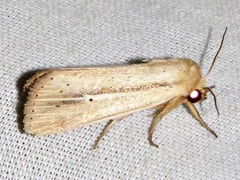 Mythimna prominens