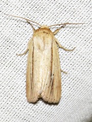 Mythimna prominens