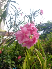 Nerium oleander