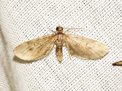 Eupithecia infelix