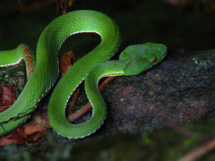 Trimeresurus popeiorum