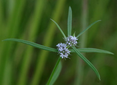 Spermacoce brachystema