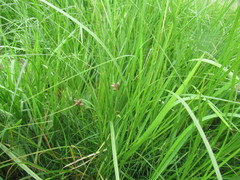 Bolboschoenus planiculmis