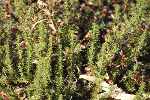 Image of Retro Capegorse (Aspalathus retroflexa) by (c) Tony Rebelo, some rights reserved (CC BY-SA)