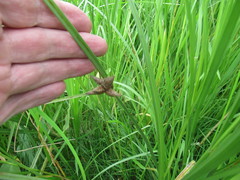 Bolboschoenus planiculmis