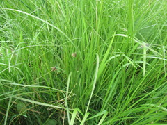 Bolboschoenus planiculmis