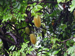 Averrhoa carambola image