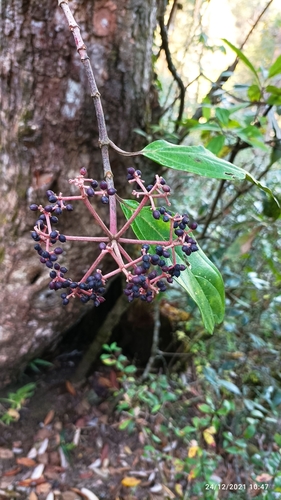 Viburnum cylindricum, photograph 4