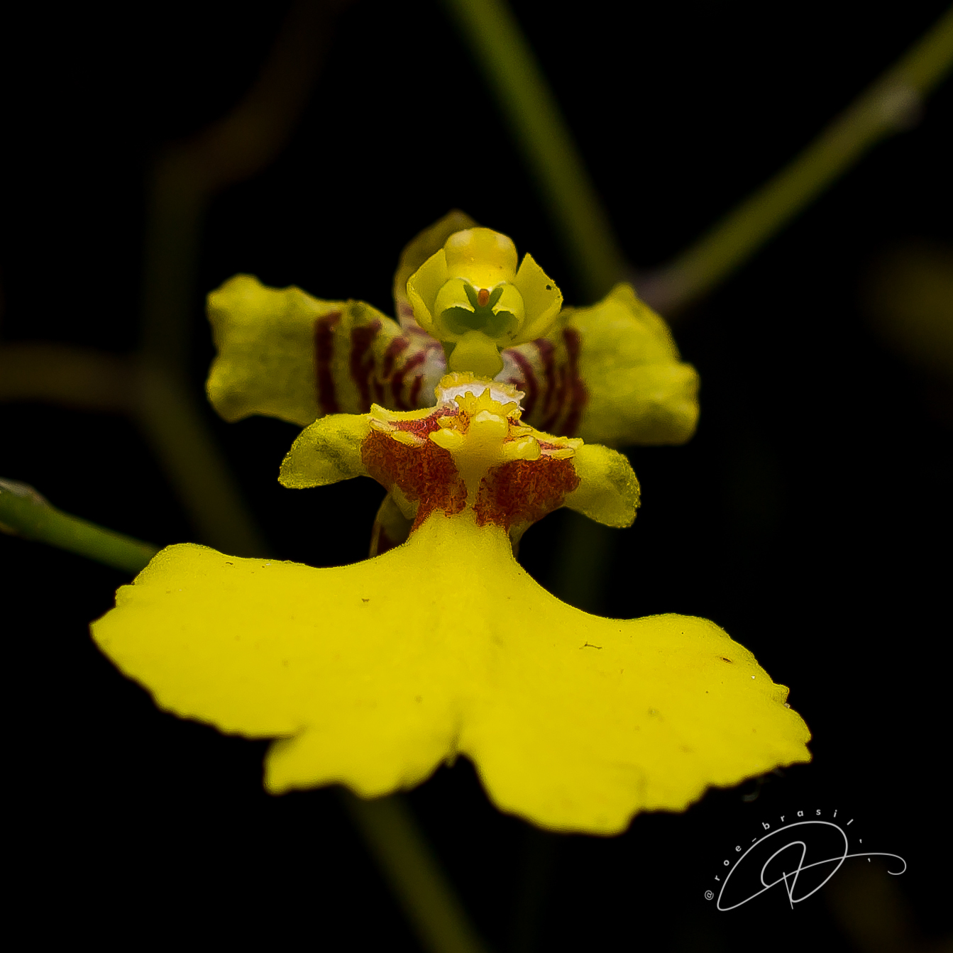 Oncidium flexuosum
