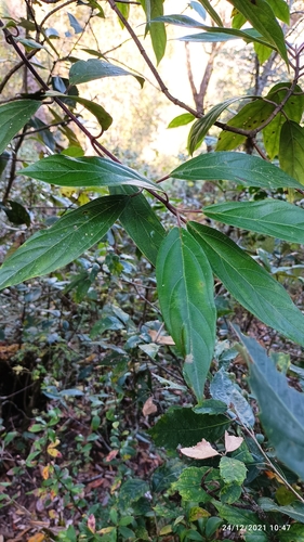 Viburnum cylindricum, photograph 5