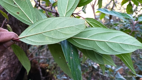 Viburnum cylindricum, photograph 6