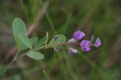 Pycnospora lutescens