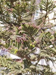 Araucaria heterophylla