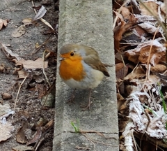 Erithacus rubecula