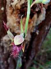 Calochilus therophilus