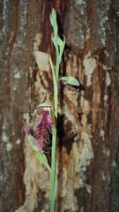 Calochilus therophilus