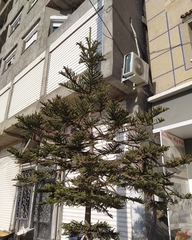 Araucaria heterophylla