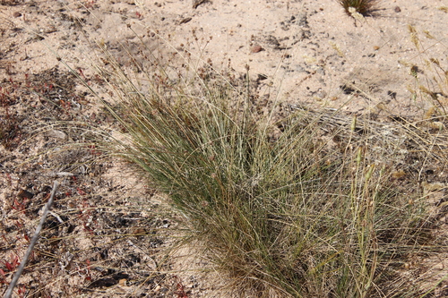 Image of Ficinia paradoxa by (c) Tony Rebelo, some rights reserved (CC BY-SA)