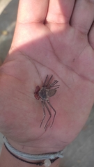 Phrynus operculatus