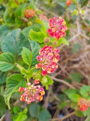 Lantana camara